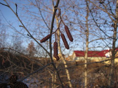 Alnus incana