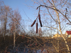 Alnus incana