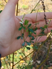 Melilotus albus image