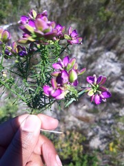 Polygala ericifolia