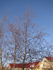 Alnus incana