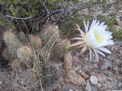 Trichocereus strigosus