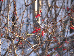 Viburnum opulus