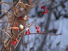 Viburnum opulus