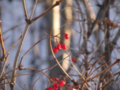 Viburnum opulus