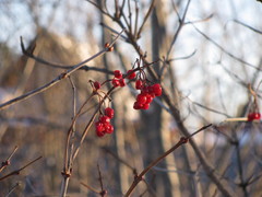 Viburnum opulus