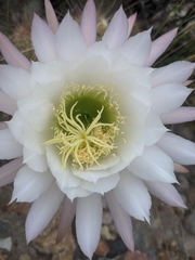Trichocereus strigosus