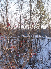 Viburnum opulus