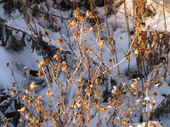 Bidens