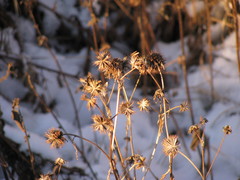 Bidens