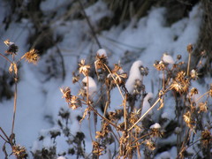 Bidens