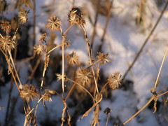 Bidens