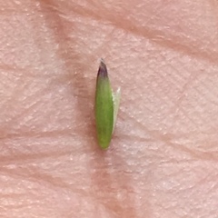 Melica imperfecta