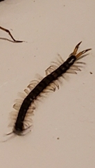 Hemiscolopendra