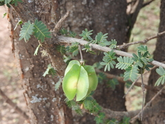 Gonopterodendron bonariensis