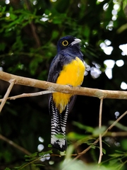 Trogon violaceus