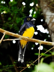 Trogon violaceus