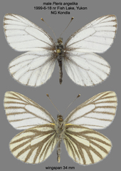 Pieris angelika