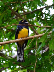 Trogon violaceus