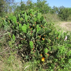 Opuntia rioplatense