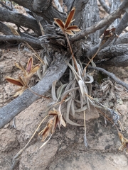 Tillandsia gilliesii
