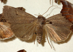 Xestia castanea