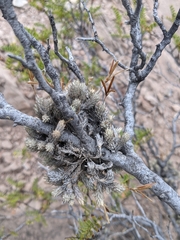 Tillandsia pedicellata