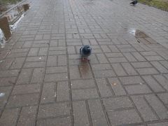 Columba livia domestica