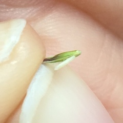 Melica imperfecta