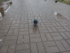 Columba livia domestica