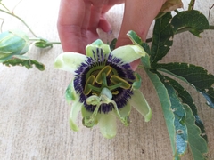Passiflora caerulea