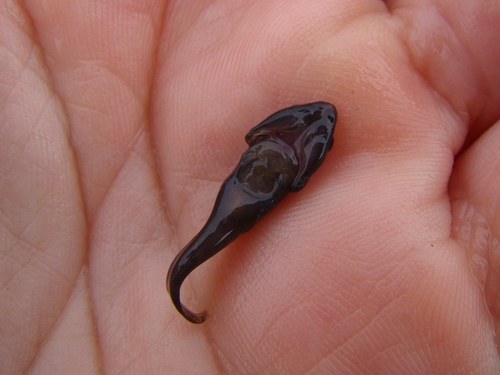 Trachelochismus aestuarium