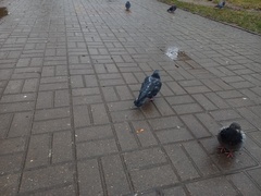 Columba livia domestica