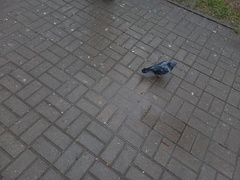 Columba livia domestica