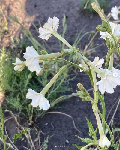 Nicotiana noctiflora
