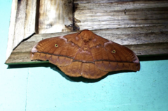 Nudaurelia anthinoides