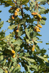 Quercus