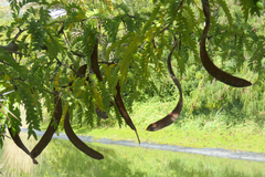 Gleditsia caspia