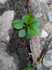 Plantago major