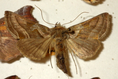 Euchalcia variabilis