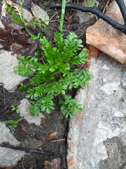 Capsella bursa-pastoris