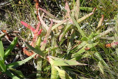 Carpobrotus deliciosus