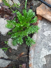 Capsella bursa-pastoris
