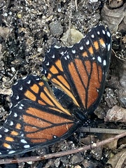 Limenitis archippus watsoni