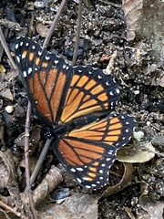 Limenitis archippus watsoni