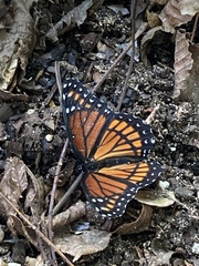 Limenitis archippus watsoni