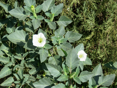 Datura innoxia