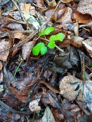 Aegopodium podagraria