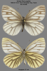 Pieris angelika