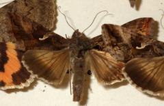 Autographa gamma